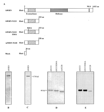 Figure 2. Analysis of affinity-purified recombinant WRN proteins. (A) Diagram of the constructs used to produce the recombinant WRN proteins. hWRN, full length wild-type human protein; hWRN-N333, human N-terminal WRN fragment containing amino acids 1–333; hWRN-N333E84A, human N-terminal WRN fragment exonuclease mutant harboring a point mutation from Glu (E) to Ala (A) at amino acid 84; mWRN-N328, mouse N-terminal WRN fragment containing amino acids 1–328. The exonuclease domain is designated by a hatched box and the helicase domain by a box with horizontal bars. NLS, nuclear localization signal. (B and C) Full-length human wild-type WRN. Wild-type hWRN (1 µg) was analyzed by 10% SDS–PAGE stained with Coomassie brilliant blue (B) and western blotting using a polyclonal antibody against the hWRN C-terminal region (C). (D and E) N-terminal WRN fragments. hWRN-N333, hWRN-N333E84A and mWRN-N328 proteins (2 µg each) were analyzed by 12% SDS–PAGE stained with Coomassie brilliant blue (D) and western blotting using a polyclonal antibody against the hWRN N-terminal region (E).