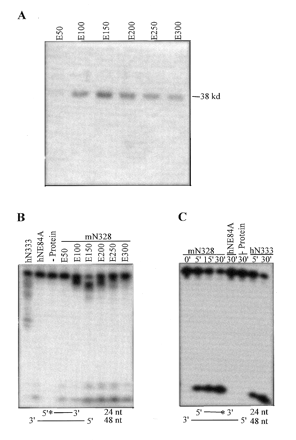 Figure 3. N-terminal region of mWRN is a 3′→5′ exonuclease. (A) mWRN-N328 was purified by Ni-affinity chromatography and eluted step-wise with increasing concentrations of imidazole as described in Materials and Methods. Equal volumes (10 µl) of each elution fraction (E) were analyzed by 12% SDS–PAGE stained with Coomassie blue. (B) Exonuclease activity of hWRN and mWRN N-terminal fragments using a 5′ labeled substrate shown below the autoradiogram. Equal volumes (1 µl) of each mWRN-N328 elution fraction were incubated with 20 000 c.p.m. of labeled substrate for 15 min. Controls were hWRN-N333 (20 ng), hWRN-N333E84A (20 ng) and reaction lacking protein. The protein inputs of mWRN-N328 fractions varied between 5 (E50) and 100 ng (E150). (C) Exonuclease activity of hWRN and mWRN N-terminal fragments using a 3′ labeled substrate shown below the autoradiogram. Proteins (20 ng hWRN-N333 and hWRN-N333E84; 100 ng mWRN-N328) were incubated with substrate for the indicated intervals. Reaction products were analyzed by 20% PAGE as described in Materials and Methods.