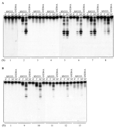 Figure 4. Substrate preferences of hWRN and mWRN 3′→5′ exonucleases. (A–F) Proteins (20 ng hWRN-N333 and hWRN-N333E84A, 100 ng mWRN-N328) were incubated with 20 000 c.p.m. of 5′ labeled substrates (S) shown below the autoradiogram for the indicated intervals. Reaction products were analyzed as described in Materials and Methods. (G) X shown on the substrates indicates mismatched base pairs. 1m, 2m, 3m and 6m indicate 1, 2, 3 and 6 mismatched nucleotides, respectively.