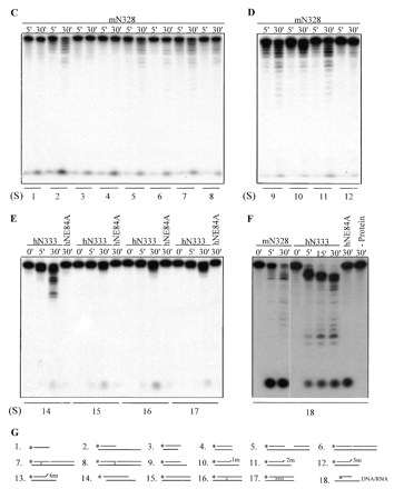 Figure 4. Substrate preferences of hWRN and mWRN 3′→5′ exonucleases. (A–F) Proteins (20 ng hWRN-N333 and hWRN-N333E84A, 100 ng mWRN-N328) were incubated with 20 000 c.p.m. of 5′ labeled substrates (S) shown below the autoradiogram for the indicated intervals. Reaction products were analyzed as described in Materials and Methods. (G) X shown on the substrates indicates mismatched base pairs. 1m, 2m, 3m and 6m indicate 1, 2, 3 and 6 mismatched nucleotides, respectively.