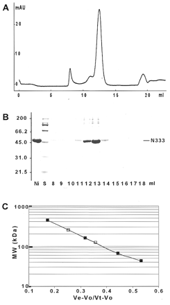 Figure 5. Analysis of quaternary structure of recombinant hWRN-N333 by gel filtration chromatography. (A) Elution profile of Superdex S-200 HR 10/30 column. (B) 12% SDS–PAGE analysis of eluted proteins. The gel was stained with Coomassie blue. Ni, hWRN-N333-containing fraction from the Ni-TALON column; S, SDS–PAGE molecular weight standards. (C) Elution of the hWRN-N333 oligomers and molecular weight markers on Superdex S-200 chromatography. The molecular weight markers were ferritin (440 kDa), aldolase (158 kDa), BSA (67 kDa) and ovalbumin (43 kDa). The first elution peak from the column was considered the exclusion volume (Vo). Vt was determined by the elution of salt from the column. Ve is the elution volume of hWRN-N333 oligomers (open squares) and molecular weight markers (closed squares).