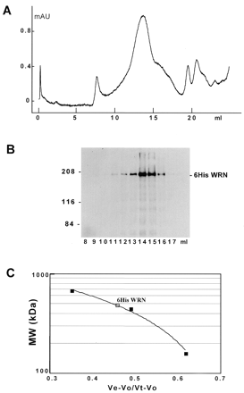 Figure 6. Analysis of quaternary structure of recombinant hWRN by gel filtration chromatography. (A) Elution profile of Superose 6 HR 10/30 column. (B) 6% SDS–PAGE analysis of eluted proteins. The gel was analyzed by western blotting using a polyclonal antibody against the hWRN C-terminal region. (C) Calibration of the WRN oligomers and the molecular weight markers on Superose 6 chromatography. The molecular weight markers utilized were thyroglobulin (669 kDa), ferritin (440 kDa) and aldolase (158 kDa). Vo, Vt and Ve were determined as described in the legend to Figure 5.