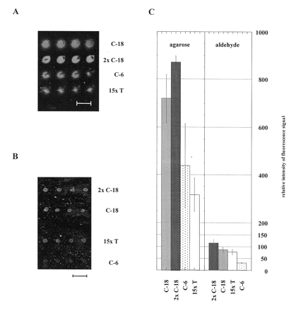 Figure 1. Hybridization on agarose film-coated slides. (A) Image obtained after hybridization of a micro array spotted on agarose-coated slide. Oligonucleotides with identical 25-nucleotide sequence and various spacers, C-18, 2× C-18, C-6, 15× T were spotted. Array was hybridized with a complementary fluorescence (Cy5) labeled probe. (B) Image of hybridization of a micro array spotted on silylated glass slides using the same oligonucleotides for immobilization and hybridization as for the agarose-coated slides. (C) Densitometric evaluation of the signals obtained as an average from four spots. Data for (A) and (B) were obtained using the same conditions for confocal laser scanning and densitometric evaluation. The distance between the spots was 300 m and is indicated by bars.