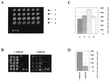 Figure 3. Detection of immobilized protein with FITC-labeled antibody. (A) Protein antigens were immobilized and subsequently incubated with the labeled antibody. The fluorescence signal of the bound antibody correlates with the concentration of immobilized rhBAD protein on the agarose film-coated slide. In each spot ~0.5–2 nl of the following protein dilutions were spotted: row 1, 0.34 µg/µl; row 2, 0.68 µg/µl; row 3, 1.35 µg/µl; row 4, 2.7 µg/µl rhBAD in spotting solution. (B) Anti-BAD monoclonal antibody was spotted on agarose film. Signals were obtained by incubation with a FITC-labeled second antibody, specific for a different epitope with or without pre-incubation with rhBAD protein. (C and D) Densitometric evaluation of the fluorescence signal. The distance between the spots was 200 m.