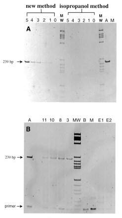 Figure 2. PCR amplification of the human mitochondrial hypervariable region I (positions 16182–16420) from ancient bone samples with 35 cycles. (A) Amplification of a 239 bp fragment from ancient bone no. 3 after the isopropanol-based or the Dextran Blue mediated extraction methods. Lane A, PCR positive control from a blood sample; lanes 0–5, 0–5 µl bone as template; lane MW, molecular weight marker (pBR322/HaeIII); lane M, PCR amplification mix control. (B) Test for the amplification authenticity of the ancient DNA extracts. Lane A, PCR positive control from a blood sample; lanes 11–3, ancient bone samples no. 11–no. 3; lane MW, molecular weight marker (pBR322/HaeIII); lane B, amplification control; lane M, PCR amplification mix control; lanes E1 and E2, the extraction controls.