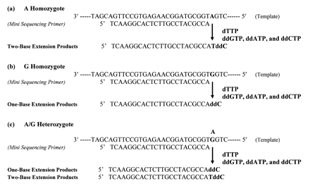 Figure 1. A schematic representation of the VSET method for genotyping of a model SNP (A/G) system.