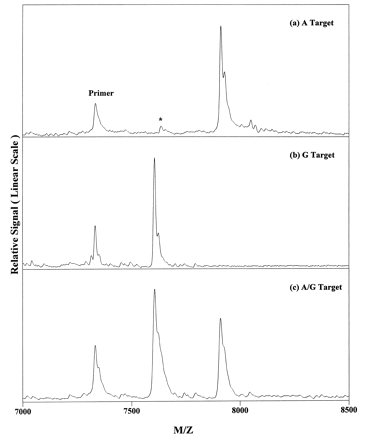 Figure 2. MALDI-TOF mass spectra of the results arising from genotyping the model systems. (a) A target; (b) G target; (c) A/G target; (d) C target; (e) T target; (f) C/T target. Note that the minor peaks labeled with an asterisk were due to unterminated products.