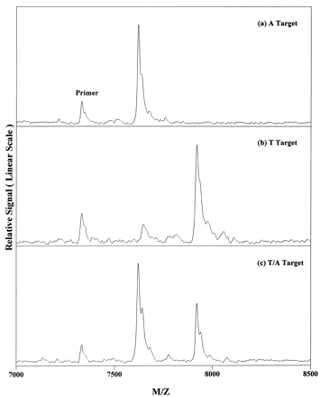 Figure 3. MALDI-TOF mass spectra of the results arising from genotyping the PCR products. (a) A target; (b) T target; and (c) T/A target.