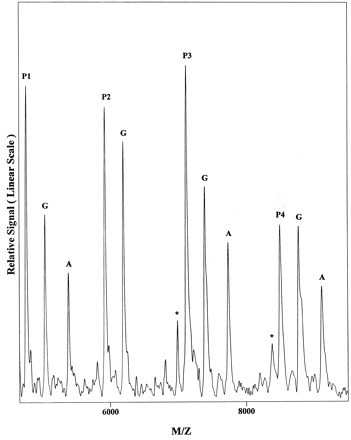 Figure 5. MALDI-TOF mass spectra of the results arising from genotyping four different SNP sites in a single tube. Note that the peaks labeled with an asterisk were due to the impurities present with the primers.