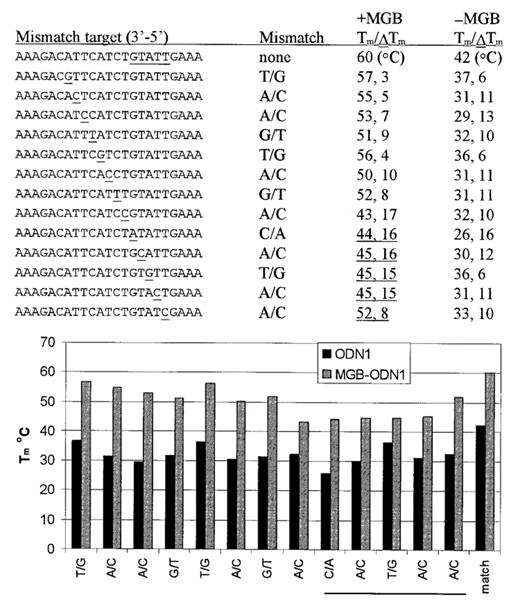 Figure 2. Effect of MGB on Tm of ODN1 with matched and mismatched targets. ODN1 was made with and without 3′-DPI3 ligand (±MGB). The minor groove binding region is underlined in the 23mer complement. The position of the mismatch is underlined. UV melting experiments with match or mismatch synthetic DNA complements were performed as described in Materials and Methods. Tm (match) and ΔTm (match–mismatch) are reported for each probe. A graphical representation of the UV melting experiments for the matched and mismatched duplex is shown below. The type and position of each mismatch is shown in relation to the MGB region.