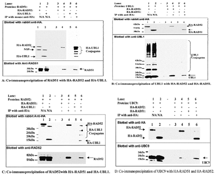 Figure 1. Co-immunoprecipitation of UBL1, RAD51, RAD52 and UBC9 proteins. Proteins to be co-immunoprecipitated (expressed from pMyc-CMV) were transiently co-expressed with HA-tagged proteins in HeLa cells (see individual panels for specific proteins that were expressed). Protein lysates were immunoprecipitated with mouse anti-HA monoclonal antibody. In each panel: lane 1 was loaded with 25 µg of total protein lysate used to prepare samples for lanes 3 and 4; lane 2 was loaded with 25 µg of total protein lysate used to prepare samples for lanes 5 and 6; lanes 3 and 5 have proteins immunoprecipitated with non-specific mouse IgG; lanes 4 and 6 have proteins immunoprecipitated with mouse anti-HA. Proteins were resolved by 4–20% gradient SDS–PAGE in duplicate, transferred to PVD membranes and incubated with specific antibodies. The top panels show detection with rabbit anti-HA antibodies to demonstrate the immunoprecipitation of a HA-tagged protein. The bottom panels show detection with antibodies to specific proteins to be co-immunoprecipitated, to demonstrate co-immunoprecipitation of specific proteins with the HA-tagged proteins detected in the top panels. (A) Co-immunoprecipitation of RAD51 with HA–RAD52 and HA–UBL1. (Top) HA–RAD52 and HA–UBL1 immunoprecipitate with anti-HA antibody, but not with non-specific mouse IgG (lanes 3 and 5). The HA–UBL1 conjugates in the whole cell lysate (lane 2) are not visible, but are detectable upon longer exposure, with a similar pattern to lanes 1 and 2 in (B) (data not shown). The common band (~38 kDa) in lanes 1 and 2 in the top panel is an endogenous non-specific protein (NSP) reactive to rabbit anti-HA antibodies. The top panel also demonstrates that at least three UBL1 conjugates are precipitated with mouse anti-HA antibody (lane 6). (Bottom) RAD51 co-precipitates with HA–RAD52 (lane 4) and HA–UBL1 (lane 6). (B) Co-immunoprecipitation of non-conjugated UBL1 with RAD51 and RAD52. (Top) HA–RAD52 (lane 4) and HA–RAD51 (lane 6) immunoprecipitate with anti-HA antibody, but not with non-specific mouse IgG (lanes 3 and 5). (Bottom) Non-conjugated UBL1 co-precipitates with HA–RAD52 (lane 4) and HA–RAD51 (lane 6). The patterns in lanes 1 and 2 are different from those in lane 6 of (A), because some of the UBL1 conjugates were not precipatable by anti-HA in (A). (C) Co-immunoprecipitation of RAD52 with RAD51 and UBL1 proteins. (Top) HA–RAD51 (lane 4) and HA–UBL1 (lane 6) immunoprecipitate with anti-HA antibody, but not with non-specific mouse IgG (lanes 3 and 5). A few HA–UBL1 conjugates were also detected. The signals from HA–UBL1 conjugates in the whole cell lysate (lane 2) were detectable upon longer exposure (data not shown). (Bottom) RAD52 co-precipitates with HA–RAD51 (lane 4) and HA–UBL1 (lane 6). (D) Co-immunoprecipitation of UBC9 protein with HA–RAD52 and HA–RAD51 proteins. (Top) HA–RAD52 (lane 4) and HA–RAD51 (lane 6) immunoprecipitate with mouse anti-HA antibody, but not with non-specific mouse IgG (lanes 3 and 5). (Bottom) UBC9 co-precipitates with RAD52 and RAD51.