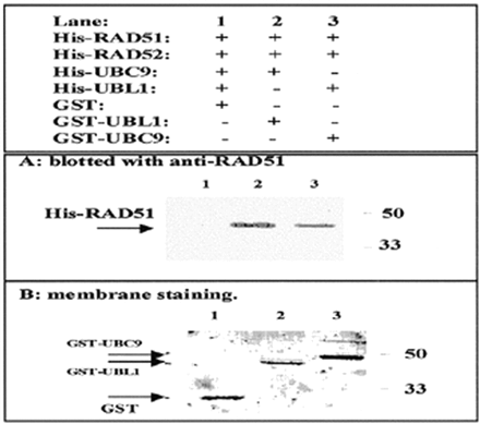 Figure 2. RAD51 and UBL1 form a stable complex in the presence of RAD52 and UBC9 in vitro. Three micrograms of His-tagged recombinant proteins were mixed with one of the GST proteins (GST, GST–UBL1 or GST–UBC9) and 50 µl of glutathione–agarose in binding buffer. After incubation at 4°C for 4 h, the slurry was washed and proteins retained by the glutathione–agarose were analyzed. Because the majority of the His protein did not bind to the GST protein, co-precipitated His–RAD51 was not visible by Coomassie blue staining. Western blotting was used to visualize co-precipitated His–RAD51 (A). The membrane was stained with Coomassie blue after western blotting (B), showing that equal amounts of GST, GST–UBL1 and GST–UBC9 proteins are bound to the agarose in each of the binding reactions.