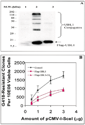 Figure 3. Effect of FLAG–UBL1 overexpression on homologous recombination (HR). (A) anti-FLAG M2 immunoblot of total cell lysate from derivatives of strain 33. Lane 1, cells transfected with pOPUR vector; lane 2, cells transfected with pOPUR/FLAG-UBL1; lane 3, cells transfected with pOPUR/FLAG-UBL1-C6, which express a C-terminus truncated UBL1 protein lacking conjugation activity. (B) I-SceI-induced HR frequencies with increasing amounts of pCMV(I-SceI) vector in strain 33 derivatives as described in (A). Data points represent the average of nine experiments from three independent clones (± SEM).