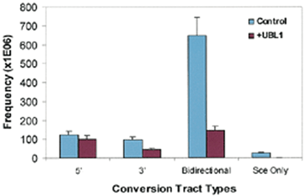 Figure 4. Absolute frequencies of specific gene conversion tract types. Data were calculated from tract spectra generated from 65 and 46 independent recombination products of control and UBL1-overexpressing cells, respectively, and from recombination frequencies determined with 1 µg of pCMV(I-SceI) (Fig. 3; see text for details). All products converted the I-SceI site. 5′ indicates conversion only of markers 5′ of the DSB, 3′ indicates conversion only of the markers 3′ of the DSB, Bidirectional indicates conversion of markers on both sides of the DSB and Sce Only indicates no silent marker converted. Error bars indicate standard errors.