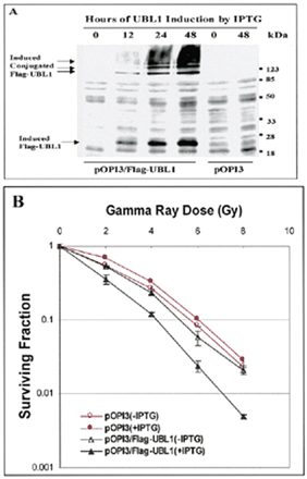 Figure 5. Overexpression of FLAG–UBL1 reduces HT1080 radioresistance. (A) Expression of FLAG–UBL1 and conjugation of FLAG–UBL1 with other proteins in HT1080 cells. Western analysis of total cell extracts from HT1080 (pOPI3) and HT1080(pOPI3/FLAG-UBL1) was performed using mouse monoclonal anti-FLAG M5 antibody. IPTG induction times are given at the top; molecular weights (kDa) are shown on the right. (B) Radiation survival of HT1080(pOPI3) and HT1080(pOPI3/FLAG-UBL1) with or without treatment with 5 mM IPTG. Error bars indicate standard errors from three to five independent experiments.