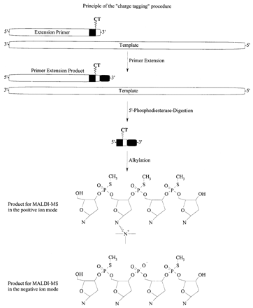 Figure 1. Principle of the method. A primer containing the charge tag near the 3′-end is used to make an allele-specific product with α-S-dNTP building blocks. The charge tag function is neighboured by phosphorothioate bridges and extension with α-S-dNTPs results in a product with a phosphorothioate backbone. The method can be expanded by the use of α-S-ddNTPs. After extension, the part of the primer containing regular phosphate bonds is digested off with 5′-phosphodiesterase. The first phosphorothioate group from the 5′-end inhibits the digestion of the product. The phosphorothioate functions are quantitatively alkylated and the products are transferred to MALDI analysis without purification.