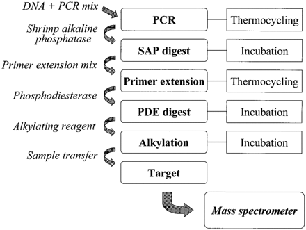 Figure 2. Pipetting scheme for the GOOD Assay starting from genomic DNA to the assignment of an allele after MALDI analysis. The reaction sequence is executed in a single tube.