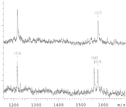 Figure 3. Mutation analysis of an individual affected by a G→A mutation in position 1 of the APP 717 codon. α-S-dGTP, α-S-dATP and α-S-ddTTP are used in the primer extension reaction. At 1216 Da residual primer is observed. The mutant allele is observed at 1878 Da and wild-type allele at 1894 Da. The top is the spectrum of an individual who is wild type, the bottom an individual carrying the mutation on one allele.