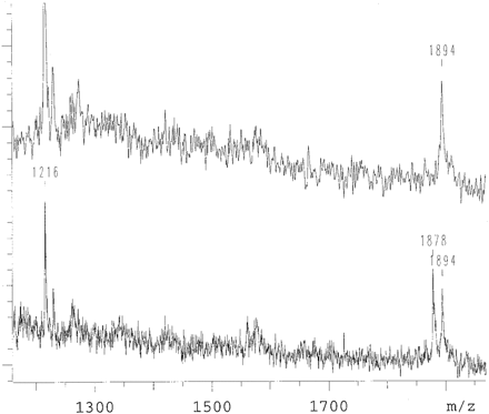 Figure 4. Another variant of a mutation analysis as it is shown in Figure 3. α-S-dGTP and α-S-dATP are used in this primer extension reaction. The mutant allele is observed at 1560 Da and the wild-type allele at 1576 Da. The top is the spectrum of an individual who is wild type, the bottom an individual carrying the mutation on one chromosome. There is a 1 Da difference between the wild-type alleles of the two analyses. This is due to rounding of the raw data. It represents the largest difference detected in this study.