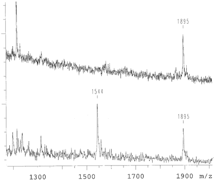 Figure 5. Another variant of a mutation analysis as it is shown in Figure 3. α-S-dGTP, α-S-ddATP and α-S-ddTTP are used in the primer extension reaction. The mutant allele is observed at 1544 Da and wild-type allele at 1895 Da. The top is the spectrum of an individual who is wild type, the bottom an individual carrying the mutation on one chromosome.