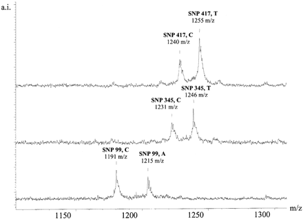 Figure 6. The GOOD Assay in negative ion mode applied to polymorphisms in position 99, 345 and 417 of GM-CSF with individuals that are heterozygous. The signals corresponding to the two alleles are easily assigned and distinguished.