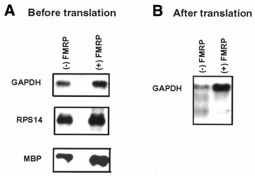 Figure 2. FMRP does not accelerate degradation of mRNA templates. The concentration of FMRP in translation reactions was 250 nM. Signals for corresponding RNAs are indicated on the left and the presence/absence of FMRP is indicated at the top. GAPDH, glyceraldehyde phosphate dehydrogenase; RPS14, ribosomal protein S14; MBP, myelin basic protein. (A) Northern hybridization of FMRP-treated and mock-treated RNA templates before translation in RRL. (B) Northern hybridization of FMRP-treated and mock-treated brain poly(A) RNA recovered from RRL after translation.