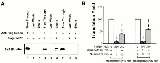 Figure 3. Interaction of FMRP with mRNPs in RRL may modulate the potency of FMRP as a translation inhibitor. (A) Co-immunoprecipitation of FMRP with FXR2P from RRL. Translation reactions were carried out with 250 nM FMRP when indicated (+). Immunoprecipitations with and without anti-M2 beads were carried out as described in Materials and Methods. An aliquot of flow-through, last wash and eluate for each reaction was loaded on a SDS–PAGE gel followed by immunoblot analysis, using anti-FXR2 antibody. (B) Translation inhibition of brain poly(A) RNA with and without pre-exposure to FMRP. Translation yield of each reaction at 10 and 20 min was plotted. The amount of and treatment by FMRP as well as the number of experiments for each treatment are indicated at the bottom. ***, P < 0.001 for translation yield compared to mock-treated reaction; +++, P < 0.001 for translation yield comparing FMRP treatment with and without pre-incubation with mRNA.