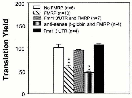 Figure 4. Translation inhibition by FMRP can be reversed by the Fmr1 3′-UTR. An aliquot of 90 nM rat cerebral cortical poly(A) RNA was used in each reaction. Ten nanomolar Fmr1 3′-UTR or the antisense transcript of β-globin cDNA was included when indicated. An aliquot of 125 nM FMRP was used in the reactions when indicated. The treatment of brain mRNA templates is indicated in the upper left panel. n, experiment number; **, P < 0.01 in comparison to translation yield derived from the mock-treated reaction.