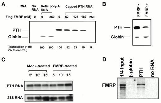 Figure 5. FMRP inhibits translation of PTH but not globin message. (A) Dose-dependent translation inhibition by FMRP on PTH RNA but not on rabbit reticolucyte poly(A) RNA. 35S-labeled translation products were fractionated on a SDS–PAGE gel before being subjected to phosphorimager analysis. The concentration of FMRP (nM) used in each reaction is indicated at the top of the corresponding lanes, with the 35S-labeled peptide indicated on the left. The translation yield of PTH on SDS–PAGE was quantitatively analyzed with a phosphorimager. Results from two separate experiments were averaged and are indicated at the bottom of the corresponding lanes. (B) FMRP selectively inhibits translation of PTH mRNA but not rabbit reticulocyte poly(A) RNA when present in the same reaction. The presence/absence of FMRP is indicated at the top of the corresponding lanes. The concentration of FMRP was 250 nM in the indicated reaction. (C) FMRP treatment does not cause degradation of PTH transcripts. Total RNA was recovered from FMRP-treated or mock-treated translation reactions at various time points of translation as indicated at the top of each lane. Northern hybridization was performed using 32P-labeled probes as indicated. 28S rRNA was used as a loading control. (D) FMRP selectively binds PTH transcript but not β-globin transcript. An in vitro RNA binding assay was carried out as described in Materials and Methods. The biotinylated RNA used in each reaction was 20 nM based on the OD260 reading and confirmed by ethidium bromide stained agarose gel electrophoresis.