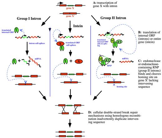Figure 1. Homing mechanisms of group I introns (left), inteins (center ...