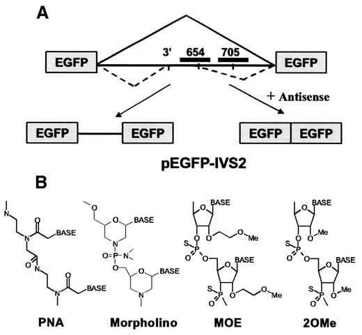 Figure 1. Splicing of IVS2-654 EGFP pre-mRNA. (A) The pre-mRNA contains a mutated intron 2 (IVS2-654) of human β-globin gene interrupting the EGFP cDNA sequence. The mutation at nucleotide 654 of the intron activates aberrant 5′ and 3′ splice sites leading to retention of the intron fragment in spliced mRNA. Antisense oligomers directed to position 654 prevent aberrant and restore correct splicing generating, as a result, the EGFP fluorescence signal. Control oligomers, targeting around position 705, have no effect. Boxes, EGFP coding sequence; horizontal line, intron; solid and dashed lines above and below intron, correct and aberrant splicing pathways; heavy bars above intron, antisense oligonucleotide. (B) Structures of oligonucleotides tested in this work.