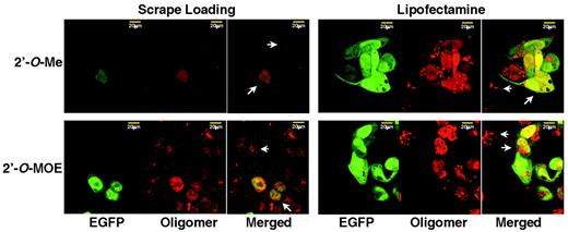 Figure 6. Treatment of EGFP-654 cells with labeled oligomers. Fluorescently labeled 2′-O-Me (TAMRA) or 2′-O-MOE (Texas Red) oligomers were used to treat EGFP-654 cells either by scrape loading (1 µM) or by cationic lipid delivery (0.03 µM). Images were generated by sequential excitement of the oligomer label followed by EGFP. EGFP (green) and oligomer (red) images were merged, with co-localization appearing as shades of yellow. 