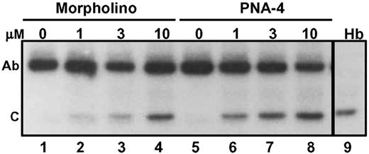 Figure 9. Correction of splicing of the β-globin IVS2-654 pre-mRNA. HeLa cells stably expressing human β-globin IVS2-654 gene were treated with the indicated concentration of morpholino (oligomer 3) or PNA-4 (oligomer 6) derivatives for 18 h. Correction of splicing was detected by RT–PCR using β-globin-specific primers as described in Materials and Methods and in the legend to Figure 2C. Ab, aberrantly spliced; C, correctly spliced. The lane marked Hb represents RT–PCR of total RNA from the blood of a non-thalassemic volunteer. 