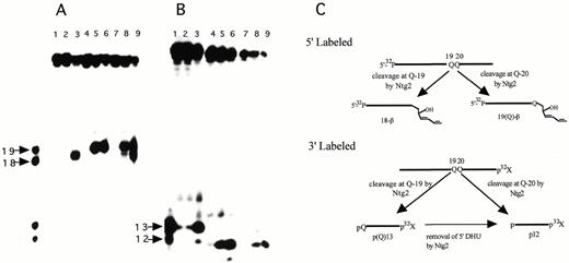Figure 1. Substrate specificity of yNtg1p and yNtg2p on oligonucleotides containing a DHU lesion. (A) 100 fmol of 5′-32P-labeled duplex DHU-19/A (lanes 1–3), DHU-20/G (lanes 4–6) and DHU/AG (lanes 7–9) were incubated with 40 ng of yeast yNtg1p or yNtg2p at 37°C for 30 min in a standard reaction mix. Lane 1, control, DHU-19/A; lane 2, DHU-19/A + yNtg1p; lane 3, DHU-19/A + yNtg2p; lane 4, control, DHU-20/G; lane 5, DHU-20/G + yNtg1p; lane 6, DHU-20/G + yNtg2p; lane 7, control, DHU/AG; lane 8, DHU/AG + yNtg1p; lane 9, DHU/AG + yNtg2p. Arrows indicate the positions of 5′-32P-labeled 18mer and 19mer standards. (B) 100 fmol of 3′-32P-labeled duplex DHU-19/A (lanes 1–3), DHU-20/G (lanes 4–6) and DHU/AG (lanes 7–9) were incubated with 40 ng of yeast yNtg1p or yNtg2p at 37°C for 30 min in a standard reaction mix. Lane 1, control, DHU-19/A; lane 2, DHU-19/A + yNtg1p; lane 3, DHU-19/A + yNtg2p; lane 4, control, DHU-20/G; lane 5, DHU-20/G + yNtg1p; lane 6, DHU-20/G + yNtg2p; lane 7, control, DHU/AG; lane 8, DHU/AG + yNtg1p; lane 9, DHU/AG + yNtg2p. Arrows indicate the positions of 3′-32P-labeled 12mer and 13mer standards. (C) A scheme describing the ability of yNtg2p to further remove the DHU lesion remaining on the 5′-terminus.