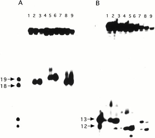 Figure 2. Substrate specificity of yNtg1p and yNtg2p on oligonucleotides containing a DHU lesion. (A) 100 fmol of 5′-32P-labeled duplex DHU-19/G (lanes 1–3), DHU-20/A (lanes 4–6) and DHU/GA (lanes 7–9) were incubated with 40 ng of yeast yNtg1p or yNtg2p at 37°C for 30 min in a standard reaction mix. Lane 1, control, DHU-19/G; lane 2, DHU-19/G + yNtg1p; lane 3, DHU-19/G + yNtg2p; lane 4, control, DHU-20/A; lane 5, DHU-20/A + yNtg1p; lane 6, DHU-20/A + yNtg2p; lane 7, control, DHU/GA; lane 8, DHU/GA + yNtg1p; lane 9, DHU/GA + yNtg2p. Arrows indicate the positions of 5′-32P-labeled 18mer and 19mer standards. (B) 100 fmol of 3′-32P-labeled duplex DHU-19/G (lanes 1–3), DHU-20/A (lanes 4–6) and DHU/GA (lanes 7–9) were incubated with 40 ng of yeast yNtg1p or yNtg2p at 37°C for 30 min in a standard reaction mix. Lane 1, control, DHU-19/G; lane 2, DHU-19/G + yNtg1p; lane 3, DHU-19/G + yNtg2p; lane 4, control, DHU-20/A; lane 5, DHU-20/A + yNtg1p; lane 6, DHU-20/A + yNtg2p; lane 7, control, DHU/GA; lane 8, DHU/GA + yNtg1p; lane 9, DHU/GA + yNtg2p. Arrows indicate the positions of 3′-32P-labeled 12mer and 13mer standards.
