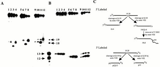 Figure 3. Substrate specificity of eNTH, hNTH and eNEI on oligonucleotides containing a DHU lesion. (A) 100 fmol of 5′-32P-labeled duplex DHU-19/A (lanes 1–4), DHU-20/G (lanes 5–8) and DHU/AG (lanes 9–12) were incubated with 40 ng of eNTH, hNTH or eNEI at 37°C for 30 min in a standard reaction mix. Lane 1, control, DHU-19/A; lane 2, DHU-19/A + eNTH; lane 3, DHU-19/A + eNEI; lane 4, DHU-19/A + hNTH; lane 5, control, DHU-20/G; lane 6, DHU-20/G + eNTH; lane 7, DHU-20/G + eNEI; lane 8, DHU-20/G + hNTH lane 9, control, DHU/AG; lane 10, DHU/AG + eNTH; lane 11, DHU/AG + eNEI; lane 12, DHU/AG + hNTH. (B) 100 fmol of 3′-32P-labeled duplex DHU-19/A (lanes 1–4), DHU-20/G (lanes 5–8) and DHU/AG (lanes 9–12) were incubated with 40 ng of eNTH, hNTH or eNEI at 37°C for 30 min in a standard reaction mix. Lane 1, control, DHU-19/A; lane 2, DHU-19/A + eNTH; lane 3, DHU-19/A + eNEI; lane 4, DHU-19/A + hNTH; lane 5, control, DHU-20/G; lane 6, DHU-20/G + eNTH; lane 7, DHU-20/G + eNEI; lane 8, DHU-20/G + hNTH; lane 9, control, DHU/AG; lane 10, DHU/AG + eNTH; lane 11, DHU/AG + eNEI; lane 12, DHU/AG + hNTH. (C) A scheme describing the ability of eNEI to further process the DHU remaining at the 3′-terminus, generating a β-elimination product, 18-β. Reactions described in (A) and (B) were analyzed in the same sequencing gel, separated with the four DNA standards as indicated by arrows. Arrows indicate the positions of 5′-32P-labeled 18mer and 19mer standards and 3′-32P-labeled 12mer and 13mer standards.