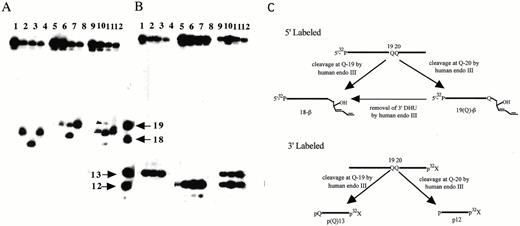 Figure 4. Substrate specificity of eNTH, hNTH and eNEI on oligonucleotides containing a DHU lesion. (A) 100 fmol of 5′-32P-labeled duplex DHU-19/G (lanes 1–4), DHU-20/A (lanes 5–8) and DHU/GA (lanes 9–12) were incubated with 40 ng of eNTH, hNTH or eNEI at 37°C for 30 min in a standard reaction mix. Lane 1, control, DHU-19/G; lane 2, DHU-19/G + eNTH; lane 3, DHU-19/G + eNEI; lane 4, DHU-19/G + hNTH; lane 5, control, DHU-20/A; lane 6, DHU-20/A + eNTH; lane 7, DHU-20/A + eNEI; lane 8, DHU-20/A + hNTH; lane 9, control, DHU/GA; lane 10, DHU/GA + eNTH; lane 11, DHU/GA + eNEI; lane 12, DHU/GA + hNTH. (B) 100 fmol of 3′-32P-labeled duplex DHU-19/G (lanes 1–4), DHU-20/A (lanes 5–8) and DHU/GA (lanes 9–12) were incubated with 40 ng of eNTH, hNTH or eNEI at 37°C for 30 min in a standard reaction mix. Lane 1, control, DHU-19/G; lane 2, DHU-19/G + eNTH; lane 3, DHU-19/G + eNEI;. lane 4, DHU-19/G + hNTH; lane 5, control, DHU-20/A; lane 6, DHU-20/A + eNTH; lane 7, DHU-20/A + eNEI; lane 8, DHU-20/A + hNTH; lane 9, control, DHU/GA; lane 10, DHU/GA + eNTH; lane 11, DHU/GA + eNEI; lane 12, DHU/GA + hNTH. (C) A scheme describing the ability of hNTH to further process the DHU remaining at the 3′-terminus, generating a β-elimination product, 18-β. Reactions described in (A) and (B) were analyzed in the same sequencing gel, separated with the four DNA standards as indicated by arrows. Arrows indicate the positions of 5′-32P-labeled 18mer and 19mer standards and 3′-32P-labeled 12mer and 13mer standards.