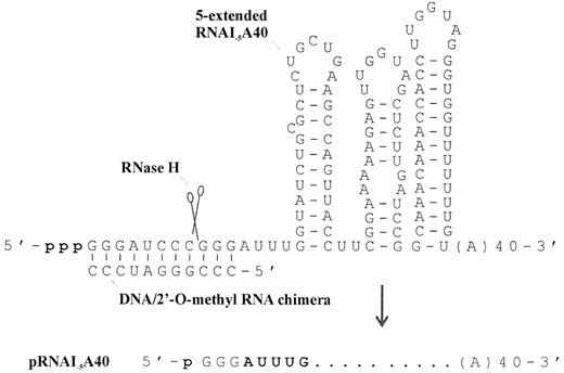 Figure 2. Synthesis, sequence and secondary structure of polyadenylated 5′-monophosphorylated RNAI–5. This RNA substrate lacks the first 5 nt of RNAI that are removed by RNase E and thus models the decay intermediate that is subsequently degraded from the 3′-end (23,42). The details of the primers used to synthesise the template for the in vitro transcription of 5′-extended RNAI–5, which has an A40 tail, can be found in Materials and Methods. After transcription a chimeric oligonucleotide was annealed to the 5′-extended RNA and the annealed complex incubated with RNase H to produce a 5′-monophosphorylated species that was 8 nt shorter and could, therefore, be purified by preparative gel electrophoresis. The secondary structure is as reported previously for pBR322 (57,58). It should be noted that the three G residues at the 5′-terminus of RNAI–5 synthesised in vitro are a consequence of the promoter requirements of T7 RNA polymerase and are not present in the natural decay intermediate. RNAI–5 having an A40 tail is 146 nt in length.