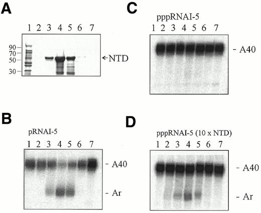 Figure 3. 5′-End dependency of poly(A) tail removal from the 3′-end of RNAI–5 by RNase E. (A) SDS–PAGE analysis of fractions across a peak of N-terminal domain RNase E that was purified by immobilised metal affinity chromatography under denaturing conditions. Lane 1 contains the flow-through, whereas lanes 2–7 contain fractions eluted using 100, 200, 300, 400, 500 and 600 mM imidazole, respectively. The 8% (w/v) polyacrylamide gel shown was stained with Coomassie blue. Numbers to the left of this panel indicate the positions of a selection of components of 10 kDa size markers (Life Technologies), which are not shown. The polypeptides that migrate faster than the major band are truncated forms of the N-terminal domain (NTD) that cross-react with antibodies raised against the first 323 residues of RNase E. (B–D) Assay of poly(A) nuclease activity in fractions across a peak of N-terminal domain RNase E. The substrate used was internally labelled RNAI–5A40 (∼25 nM). In (B) it was monophosphorylated at its 5′-end, whereas in (C) and (D) it had a 5′-triphosphate group. Samples as in (A) except for lane 1, which contained a no enzyme control. Each reaction was incubated at 37°C for 40 min and contained the same volume of each fraction. The concentration of the peak fraction of NTD-RNase E (lane 4) in (B) and (C) was 15 nM, whereas in (D) it was 150 nM. The positions of RNAI–5 species having a 3′-A40 tail (A40) or an RNase E-generated remnant (Ar) of 5–7 adenosines (29; Fig. 6) are indicated. Short (7 cm length) 10% (w/v) polyacrylamide–7 M urea gels were used to allow the remnant species to be quantitated as a single band.