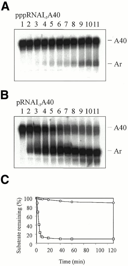 Figure 4. Comparison of the rate of removal by RNase E of poly(A) tails from RNAs that differ only in phosphorylation at their 5′-ends. The concentrations of NTD-RNase E and substrate in each reaction were 15 and 25 nM, respectively. The source of NTD-RNase E was the 300 mM imidazole fraction (see Fig. 3), which we estimated was >95% pure as judged by densitometric scanning of the Coomassie stained gel (Fig. 3). The substrates in (A) and (B) were 5′-triphosphorylated and 5′-monophosphorylated RNAI–5A40, respectively. Samples in lanes 1–11 were taken after 0, 1, 2, 4, 6, 8, 10, 20, 40, 60 and 130 min, respectively. (C) Plot of the amount of substrate remaining (%) with time in each of the above reactions. Data points for 5′-triphosphorylated and 5′-monophosphorylated RNAI–5A40 are represented by circles and squares, respectively.