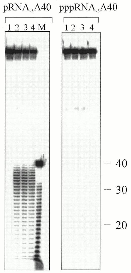 Figure 5. Analysis of RNase E cleavage of an A40 tail on 3′-labelled RNAI–5. 5′-Monophosphorylated and 5′-triphosphorylated RNA synthesised as described in Figure 2 and labelled at the 3′-end using [5′-32P]pCp and T4 RNA ligase. The concentration of NTD-RNase E and substrate in each reaction was as described in Figure 4. The source of NTD-RNase E was the 300 mM imidazole fraction (lane 4, Fig. 3). Samples in lanes 1–4 were taken after 0, 15, 30 and 60 min, respectively. The marker (lane M) is 3′-labelled, 5-monophosphorylated A40 that was partially cleaved with RNase E (see Fig. 1). The numbers on the right of the panel indicate the size of the 3′-labelled products.