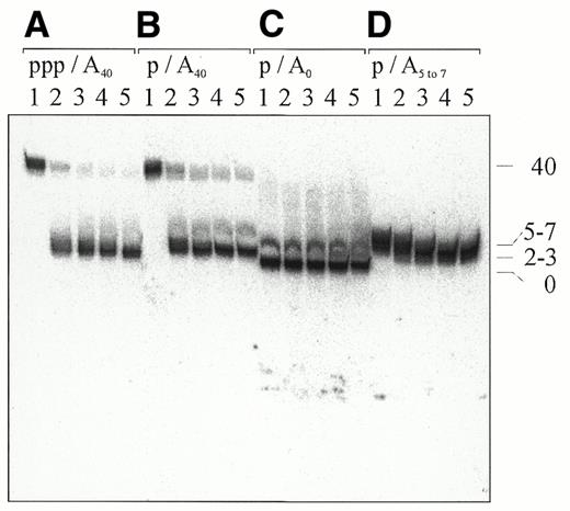 Figure 6. Comparison of poly(A) tail removal from 5′-monophosphorylated and 5′-triphosphorylated RNAI–5 by the degradosome. (A–D) Polyadenylated 5′-monophosphorylated and 5′-triphosphorylated RNAI–5 and 5′-monophosphorylated RNAI–5 that was unadenylated or had a 3′-remnant produced by RNase E cleavage of an A40 tail, respectively. All of the RNA species were internally labelled during in vitro transcription. The concentrations of degradosome and substrate in each reaction were 2 and 20 nM, respectively. Samples in lanes 1–5 were taken after incubation for 0, 2, 5, 15 and 30 min, respectively. The numbers on the right indicate the approximate number of adenosines on the 3′-end of the RNA, as judged by their mobility relative to other RNA species on the same gel. At the top, p and ppp indicate whether the RNA substrate was monophosphorylated or triphosphorylated at the 5′-end, respectively, whereas A0 and A40 indicate whether it was unadenylated or polyadenylated, respectively. The faint band immediately above that of the major products in (B) and (C) is likely a small amount of 5′-extended RNA that we know can be carried over during the preparation of 5′-monophosphorylated RNA substrate (see Fig. 2).