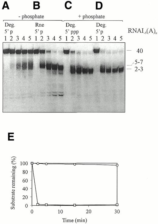 Figure 7. Comparison of the rate of poly(A) tail removal from 5′-monophosphorylated RNAI–5 by the degradosome in the absence and presence of inorganic phosphate. The substrate in each of the panels is polyadenylated RNAI–5 (20 nM) that was internally labelled. (A, B and D) The substrate was 5′-monophosphorylated (5′ p); (C) the substrate was 5′-triphosphorylated (5′ ppp). The reactions in (A) and (B) did not contain inorganic phosphate, whereas in (C) and (D) it was at a concentration of 10 mM. The concentration of degradosome (Deg.) in reactions (A), (C) and (D) was 2 nM, as in Figure 6. (B) A control incubation with full-length RNase E (Rne) that served to generate a marker for species that had poly(A) tail remnants. Lanes 1–5 contain samples from incubations of 0, 2, 5, 15 and 30 min, respectively. Numbers on the right are as in Figure 6. Samples were analysed as in Figure 1. The digestion products below the major band in (B) and, to a lesser extent, in (A) correspond to RNase E cleavage at internal sites, which have been described previously (59). (E) A plot of the amount of adenylated pRNAI–5 remaining (%) against the time incubated with degradosome in the absence (circles) or presence (squares) of inorganic phosphate [(A) and (D), respectively].