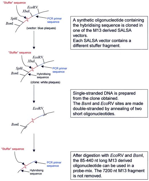 Figure 1. Preparation of the long M13-derived MLPA probe oligonucleotides. The basic MLPA vector M214 was derived from M13mp18 ( 24 ) by destroying the single Bsm I site and replacement of the polylinker site by a synthetic oligonucleotide containing from 5′ to 3′, a new Bsm I site, an Sph I and Xba I site, a sequence complementary to one of the two SALSA PCR primer sequences and an Eco RV site. A collection of 118 different SALSA vectors was prepared by insertion of stuffer fragments in the Sph I and Xba I sites. Each stuffer fragment has a different sequence and length (19–370 bp, 3 bp increments). Stuffer fragments up to 55 nt were synthetic; longer fragments were made by PCR amplification of T7 phage sequences. For each MLPA probe, a synthetic 30–43 nt long oligonucleotide containing the hybridising sequence is cloned in the Sph I and Bsm I sites of one of the SALSA vectors. Single stranded DNA is prepared from the clone obtained and is digested by Bsm I and Eco RV as indicated in the figure. 