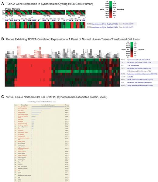 Figure 2. SOURCE gene expression tools. ( A ) SOURCE microarray data display for TOP2A's expression across the cell cycle of HeLa cells. The measurements are displayed as a temporally ordered matrix of gene expression data where rows represent genes (unique cDNA elements) and columns represent experimental samples. Colored pixels capture the magnitude of the response for any gene. Shades of red and green represent induction and repression, respectively. ( B ) Most highly correlated gene expression neighbours of TOP2A in a dataset of normal human tissues and cell lines. This figure only depicts the top 9 of the 47 neighbours with a minimum Pearson correlation coefficients 0.4. ( C ) Virtual Tissue Northern Blot for SNAP25 (synaptosomal-associated protein, 25 kD). Relative expression of SNAP25 across a variety of tissues was calculated using EST abundance data. Libraries stemming from neuron-enriched or -related libraries are highlighted in red for emphasis.