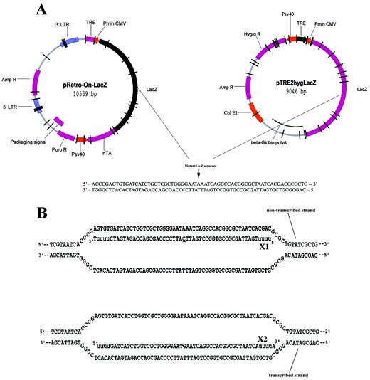 Figure 1. Design of plasmid DNAs and ODNs for episomal targeting in CHO‐K1 and CHO‐AA8‐Luc cells. (A) Diagram of pRetro‐On‐mtLacZ and pTRE2hyg‐mtLacZ plasmids. A point mutation (G→A) at the position 1651 (marked by arrow) causes an amino acid substitution (Glu→Lys), resulting in a complete loss of catalytic activity of the E.coli β‐galactosidase. (B) Hypothetical intermediates between X1 antisense and X2 sense ODNs and the mutant LacZ sequence. Both ODNs were designed to restore an enzymatic activity of the mutant β‐galactosidase by incorporation of a single mismatch to the targeted base (underlined). A double‐stranded target sequence is postulated to be paired with X1 and X2 generating a mismatch A:C and G:T, respectively. The 5′ and 3′ ends of the ODN contain four residues of 2′‐O‐methyl uridine residues (lower case) for protection from nuclease degradation.