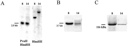 Figure 2. Characterization of two CHO‐K1 clones with integrated mtLacZ gene. (A) Southern blot of the genomic DNA isolated from the CHO‐K1‐mtLacZ clones 8 and 14. (B) Northern blot of RNA isolated from clones 8 and 14. (C) Western blot analysis of the mutant β‐galactosidase protein in clones 8 and 14.