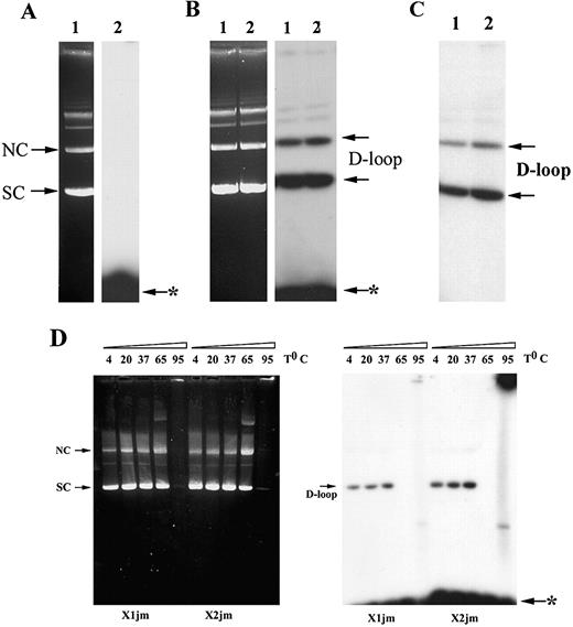 Figure 3. D‐loop formation promoted by RecA. (A) Reaction was performed between pCH110‐G1651A plasmid DNA and the X1 ODN in the absence of RecA. Lane 1 represents ethidium‐bromide staining of the agarose gel and in lane 2 its autoradiogram. (B) Joint formation was performed between pCH110‐G1651A plasmid DNA and the ODN‐RecA pre‐synaptic filament. After deproteinization, synaptic complexes were analyzed on 0.8% agarose gel. The plasmid DNA was visualized by ethidium‐bromide staining (left), whereas joint molecules were detected by autoradiography (right). Lanes 1 and 2 depict the X1‐JM and X2‐JM, respectively. (C) Autoradiogram of the purified joints. Lanes 1 and 2 depict X1‐ and X2‐JM, respectively, after removal of unbound ODN. (D) Stability of D‐loop. After deproteinization, synaptic complexes were incubated at indicated temperatures for 30 min and analyzed on 0.8% agarose gel. Arrows indicate the position of supercoiled DNA (SC), nicked circle (NC) and the D‐loop. Arrow with asterisk indicates unincorporated ODN.