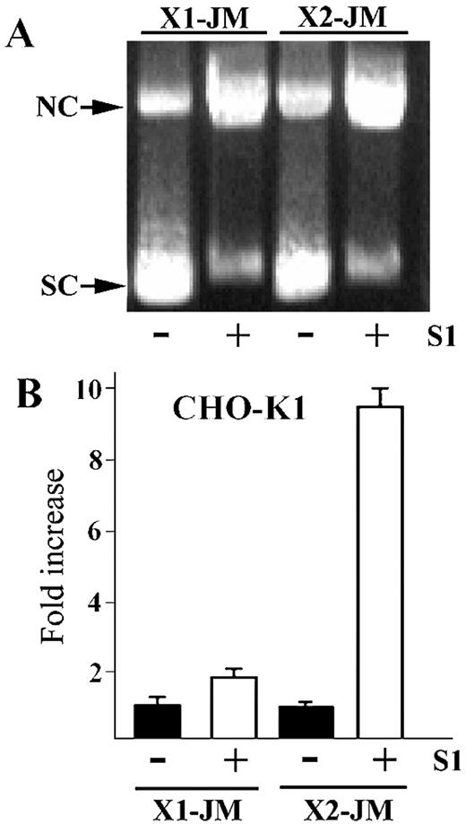 Figure 5. Resected D‐loop and its functional activity in CHO‐K1 cells. (A) The ethidium‐bromide‐stained gel containing the joint (–) and its corresponding resected joint (+) after treatment with S1 nuclease, respectively. Arrows indicate the position of supercoiled DNA (SC) and nicked circle (NC). (B) The resected joint (open bar) shows higher frequency than the joint itself (closed bar). The fold increase was plotted by dividing the number of the X‐gal positive cells in the transfection experiment with the resected joint by those with the joint only.