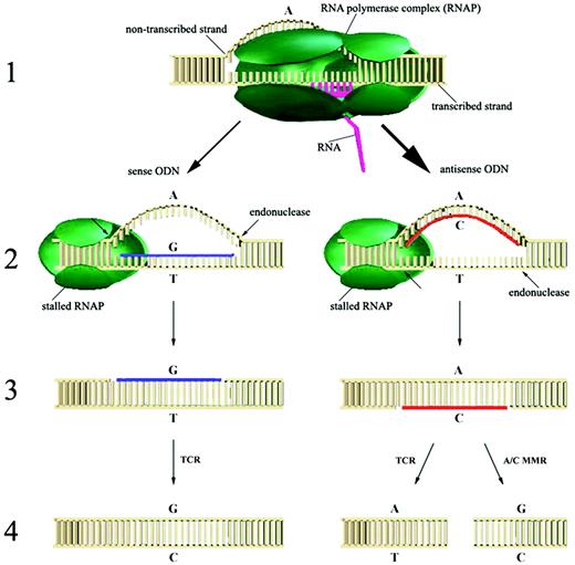 Figure 6. Hypothetical model for the transcription‐coupled ODN‐directed gene repair in mammalian cells (see details in the text).
